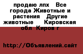 продаю лпх - Все города Животные и растения » Другие животные   . Кировская обл.,Киров г.